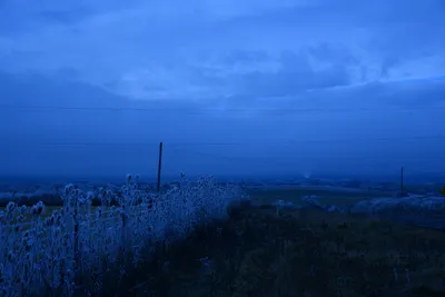 DSC_1102 (Large).JPG